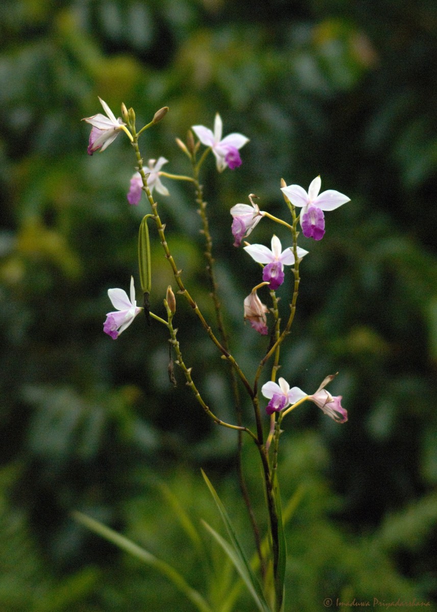 Arundina graminifolia subsp. graminifolia (D.Don) Hochr.